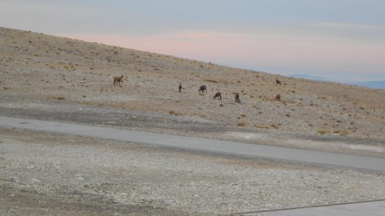 Chamois près des bâtiments