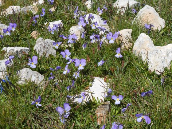 plateau de Bure - pensées