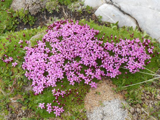 plateau de Bure - petit coussin de fleurs